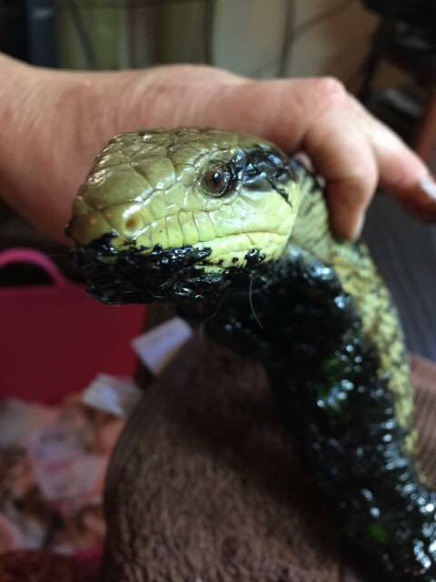 Photos from Reptile rescue, relocations, awareness southern highlands & surrounds Facebook. 