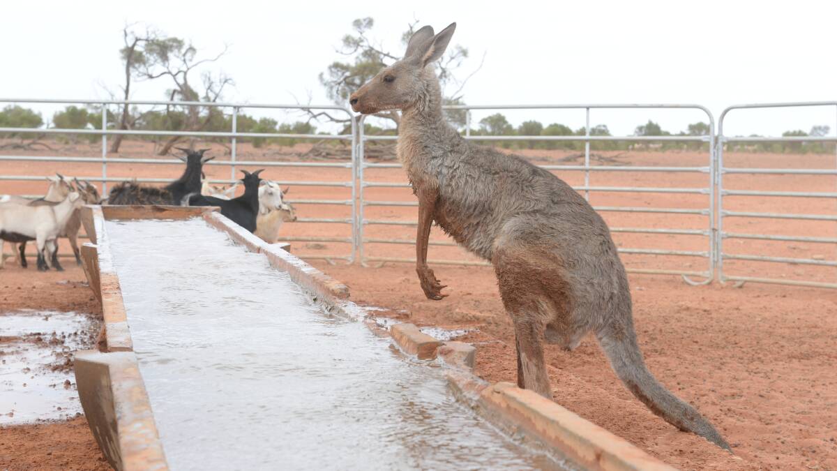 Kangaroos fight with stock and feral goats for water in drought-hit parts of NSW.