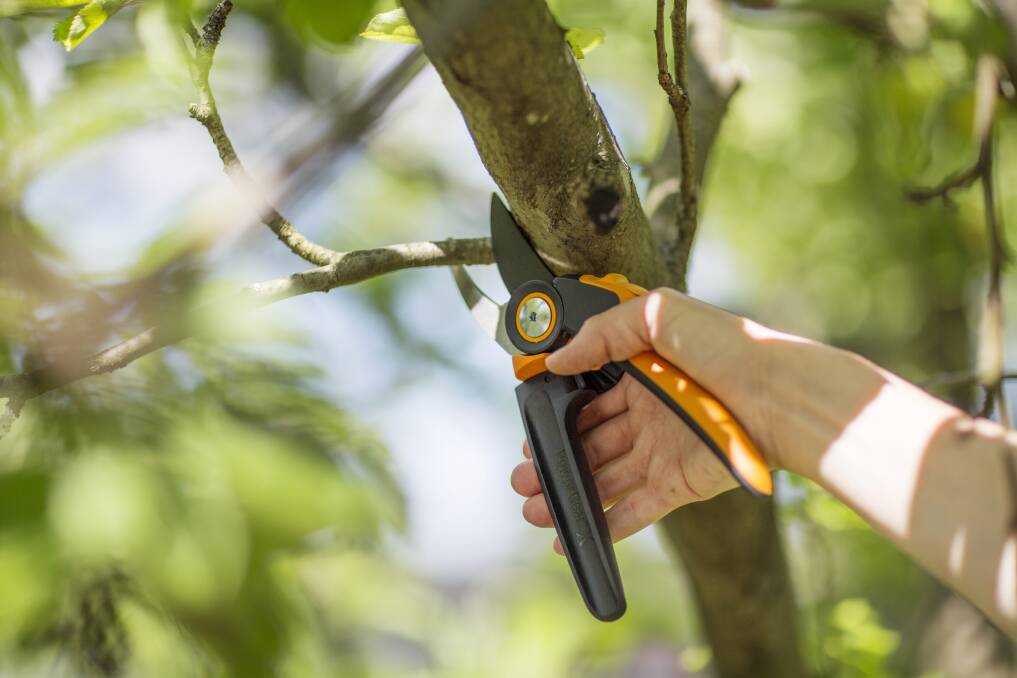Spring into pruning action