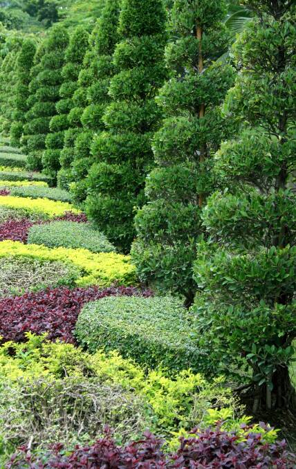 Topiary: Hedge shears are the best for controlling topiary. Regular pruning promotes enhanced growth and an improved quality of foliage and stems.