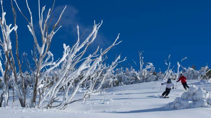 In the powder on the Backcountry Tours at Falls Creek.  Photo: Chris Hocking