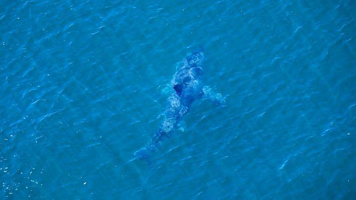 The shark, sighted off the beach where a teenager was attacked on Monday.  Photo: Twitter/SharkSmart