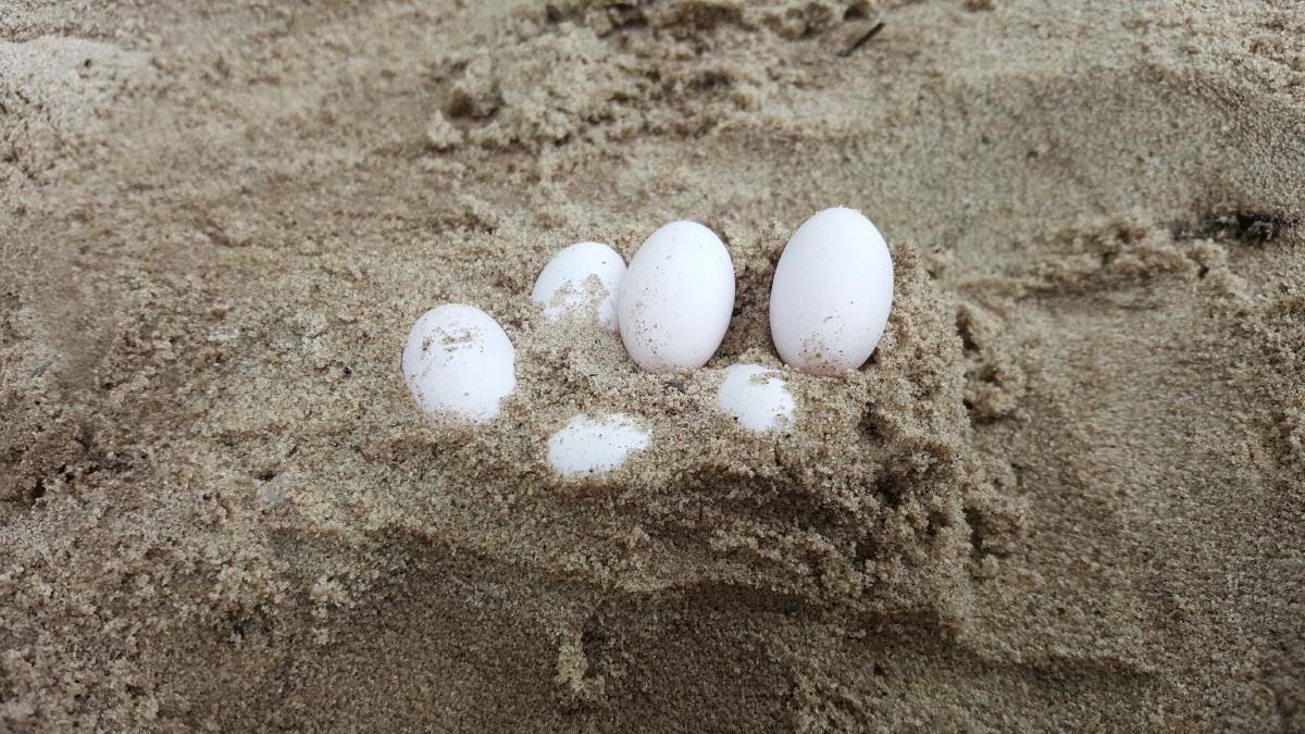 Snake eggs discovered: 43 brown snake eggs were removed by FAWNA from a local Laurieton school sandpit. Photo: supplied by FAWNA.