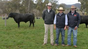 SALE TOPPER: $38,000 Coolie Lotto R147 with auctioneer Paul Dooley, Tamworth, Luke Scicluna, Davidson Cameron and Co, Gunnedah, and Coolies manager Jamie Edmonds. Photo: Kate Loudon