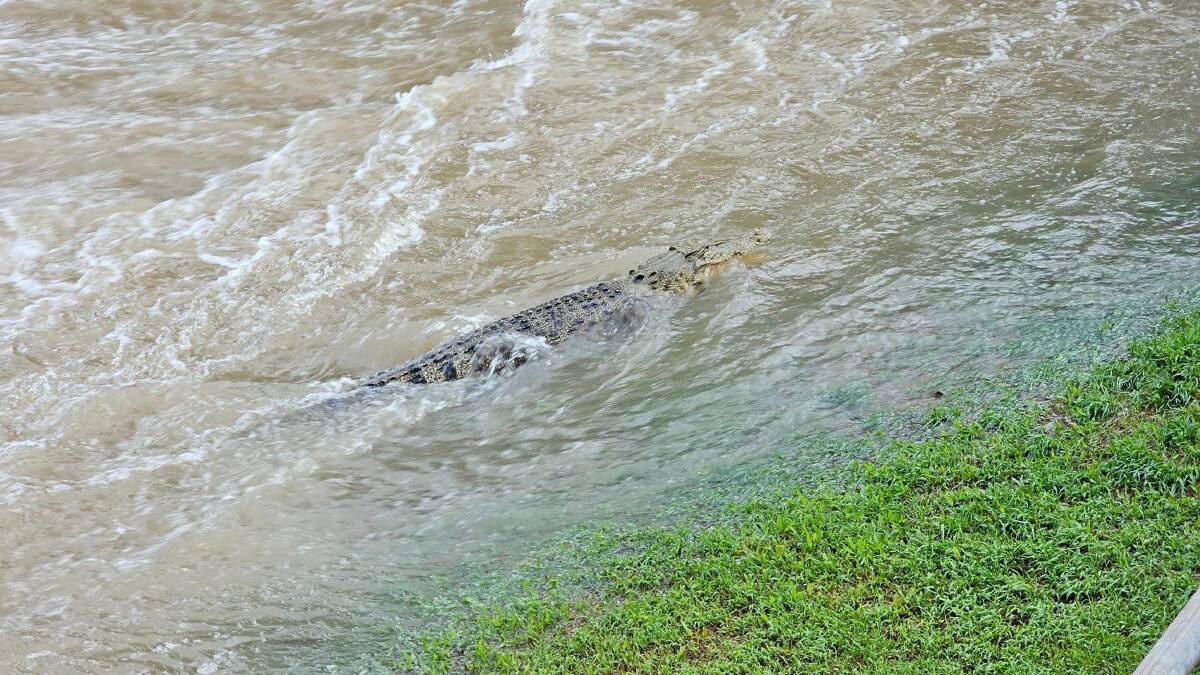The saltwater crocodile found a swimming spot near the main street of Ingham, Queensland during the floods. Picture via Facebook/Troy Ludlow