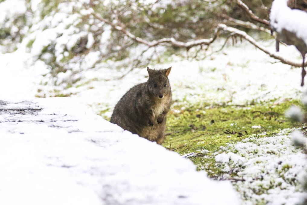 More snow is on the way for the West Coast and Cradle Mountain-Lake St Clair National Park on Friday and Saturday. Picture: Cordell Richardson