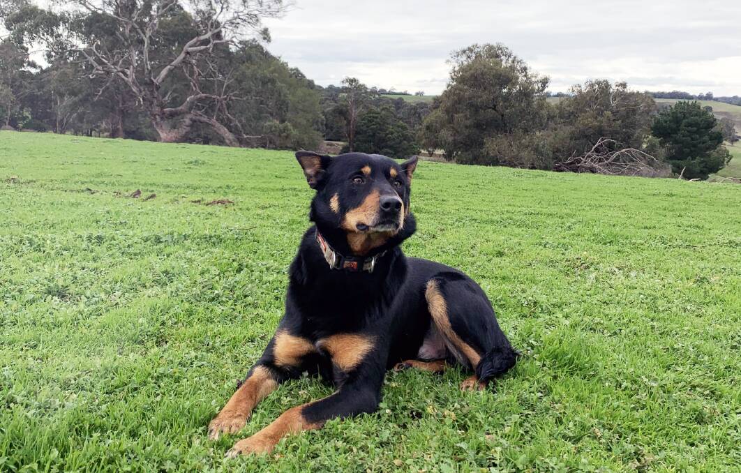 Jack from kelpie from Wannon has run 345km in a week and it looks like there's plenty more in the tank yet. 