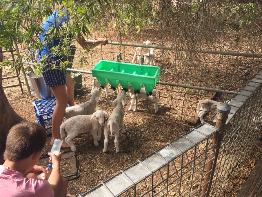 The kids have been busy feeding orphaned lambs. 