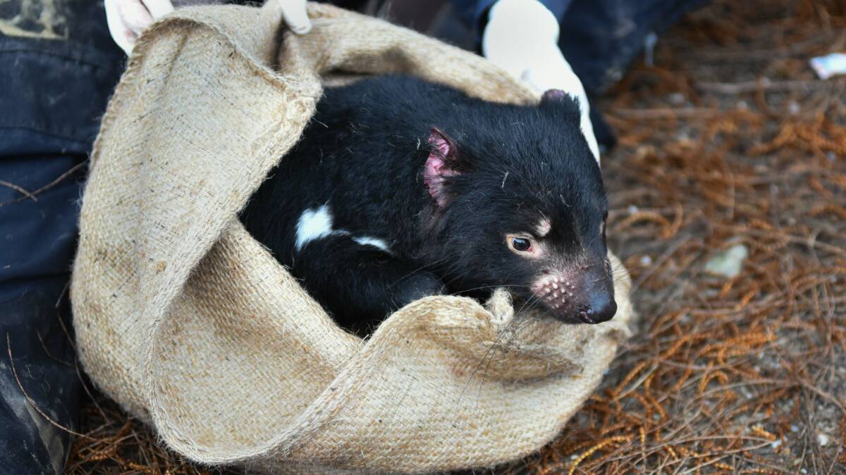 "Osprey" the Tasmanian devil getting a check-up. Pictures: Neil Richardson