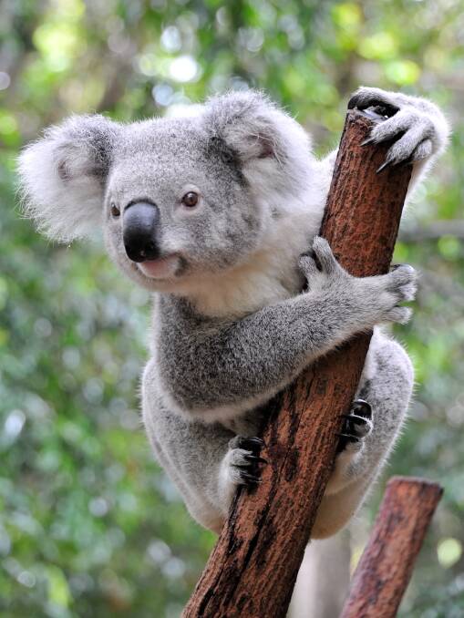 Ambitious project plans to expand koala corridors