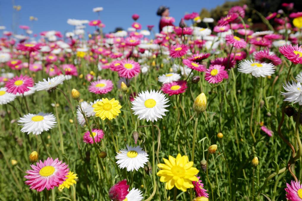The Australian Botanic Garden, Mount Annan's paper daisy display is always popular in spring. Picture: Chris Lane