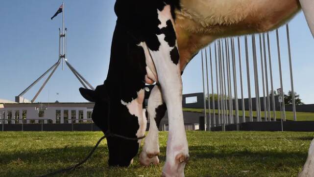 A dairy cow grazes on the lawns in front of Parliament House in Canberra in 2015, as part of an industry event. Photo: Dean Lewins/AAP
