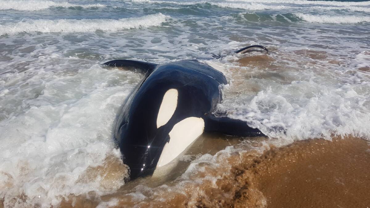 The large male killer whale found stranded at Badger Beach on Saturday. Picture: DPIPWE