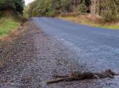 FAMILIAR SIGHT: Dead animals are all too common on roads across Tasmania. Picture: Simon Sturzaker