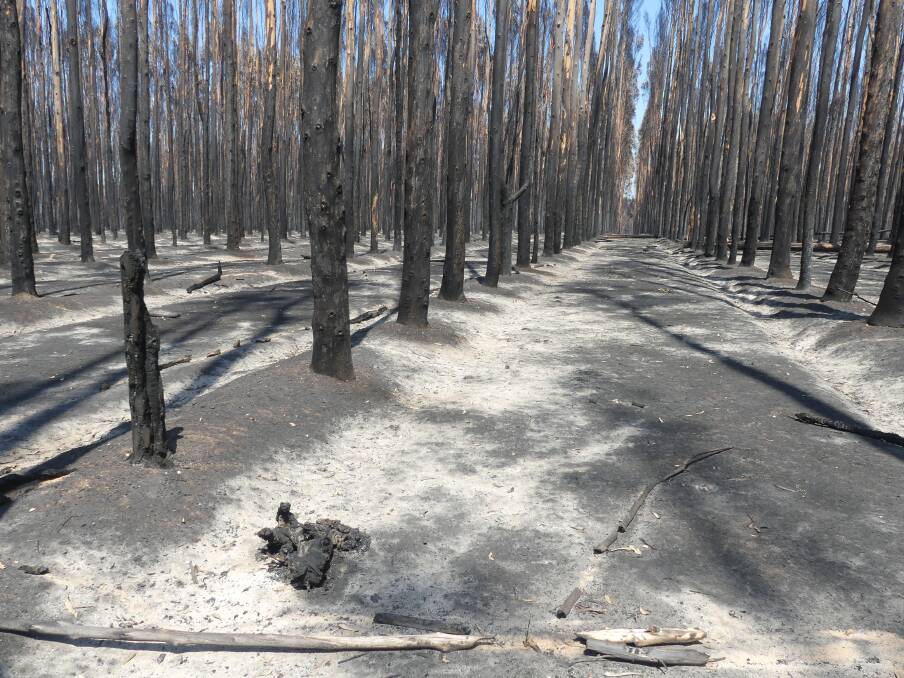 The remains of a koala in a bluegum plantation on Kangaroo Island destroyed by fire in January 2020. 