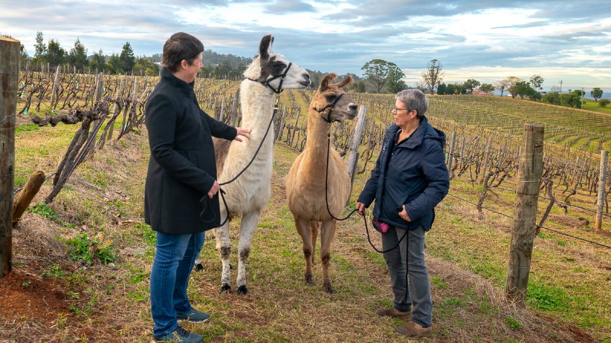 You can take a special companion for a stroll among the vines with the
Llama Collective. Pictures: Michael Turtle