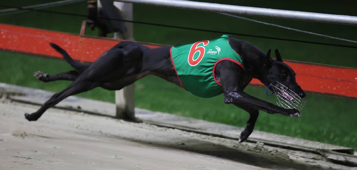 Mackenna the hot favourite for the Ladbrokes Golden Easter Egg Final at Wentworth Park. Picture supplied