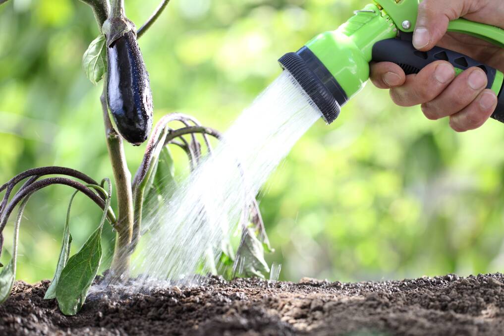 Water smarter: Aim water at the roots rather than the foliage, and use compost or manure to improve the water-holding capacity of sandy soil.