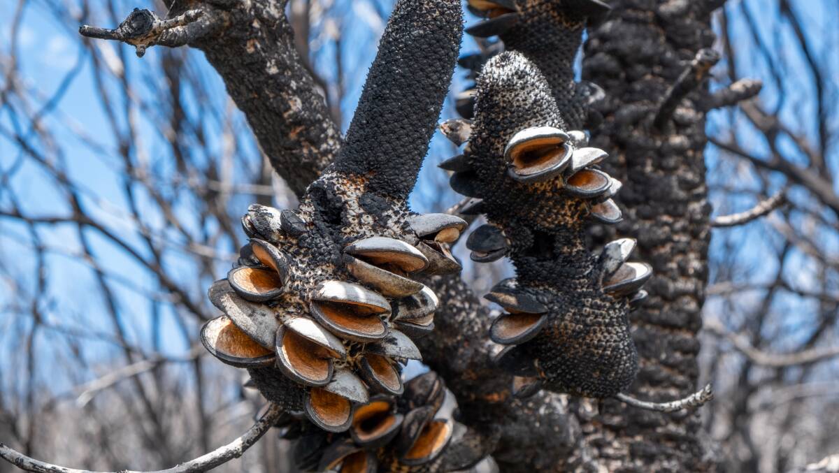 Banksias burst to life after their harshest test, fire. Picture Shutterstock