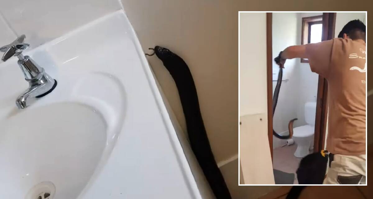 The Illawarra Snake Catcher removed the bathroom intruder. Photos: Facebook