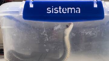 An eastern brown snake taken to Bundaberg Hospital's emergency department by a bite victim. (HANDOUT/WIDE BAY HOSPITAL AND HEALTH SERVICE)