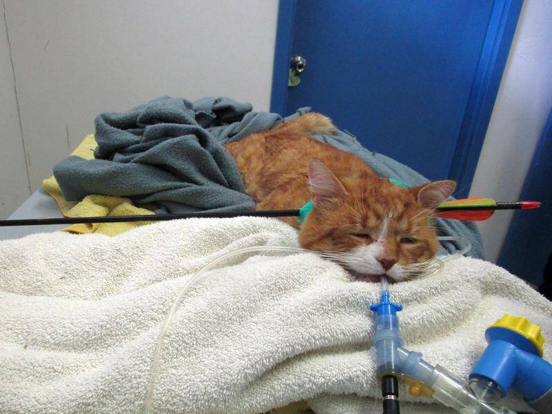 Beau the cat was found with an arrow through the back of its neck on a road in Western Australia.