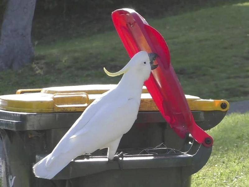 Sulphur-crested cockatoos "have adapted brilliantly to living with humans", a researcher says.