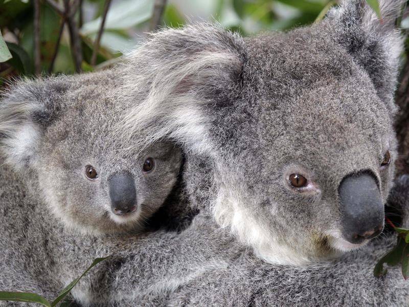 Koala numbers have declined in key population areas in NSW, amid pressure on their habitat.