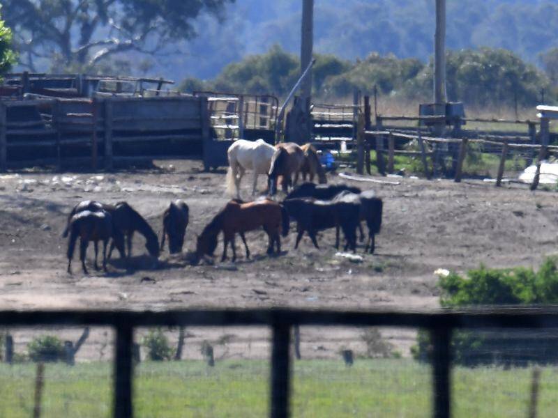 The WA Racing and Gaming minister has vowed to ensure oversight of horses from birth until death.
