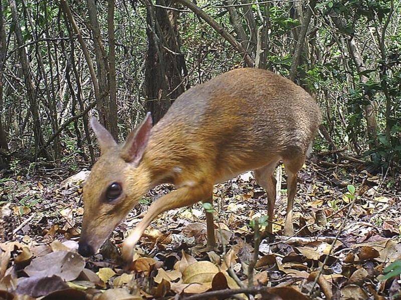 The silver-backed chevrotain is the world's smallest hoofed mammal and is rarely seen in the wild.