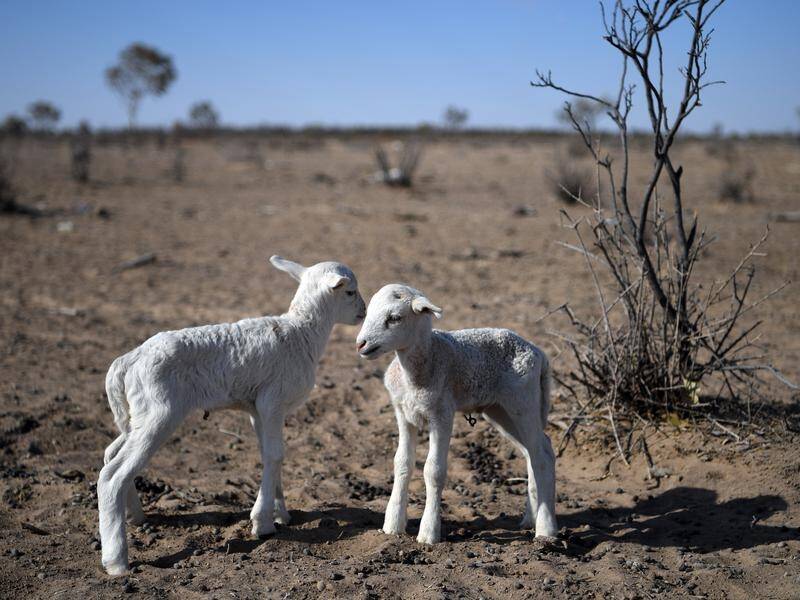 New born lambs on a drought-affected property near Bollon in southwest Queensland.