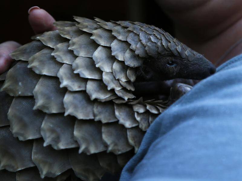 A South African refuge is planned for sick or rescued pangolins, which are heavily trafficked.