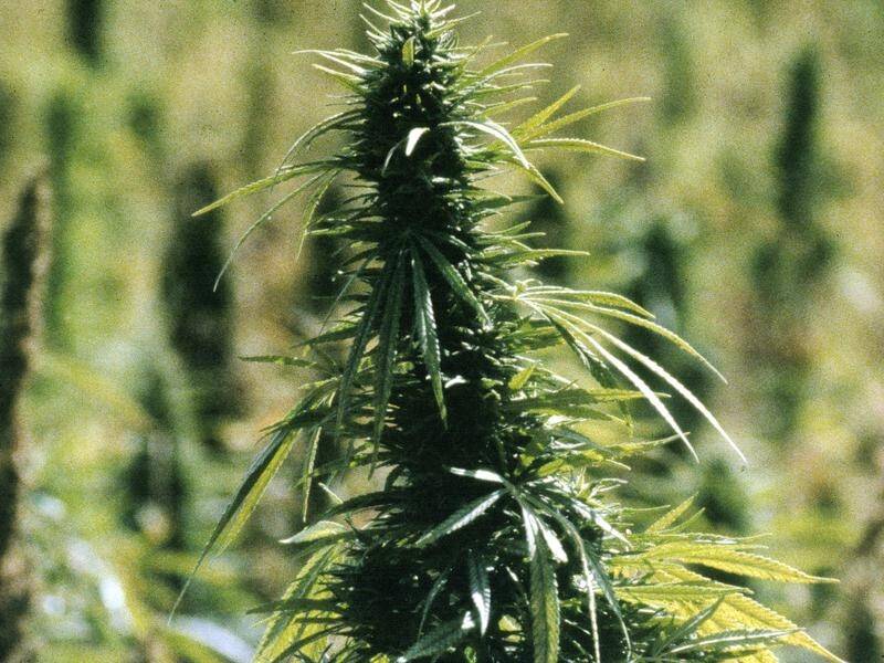 The Northern Territory is interested in developing a marijuana industry.