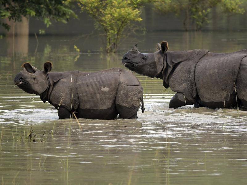 Flooding in northeast India has killed 12 rare one-horned rhinos in a national park.