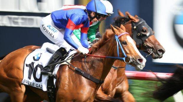 Punters' dream shot: Melbourne Cup outsider Single Gaze attracted big bets at the Call of the Card. Photo: AAP
