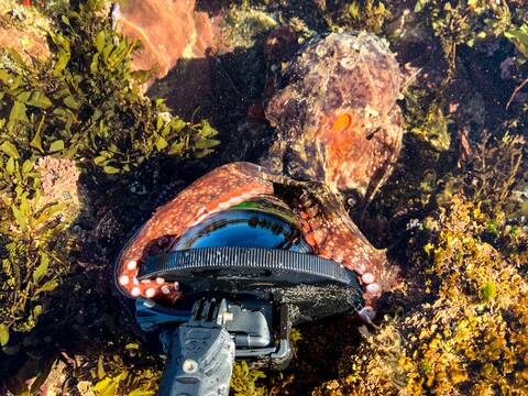 TENTA-COOL: This close encounter with an octopus happened at a northern beaches rockpool. Picture: Jane Yost
